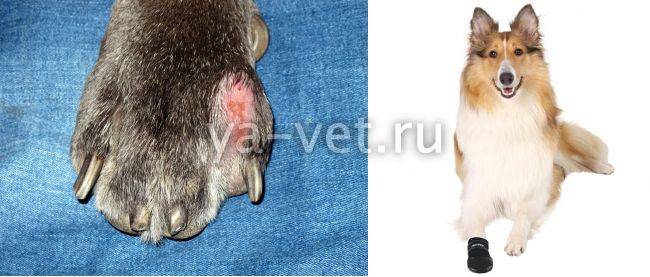 Акральный дерматит у собак: симптомы и лечение