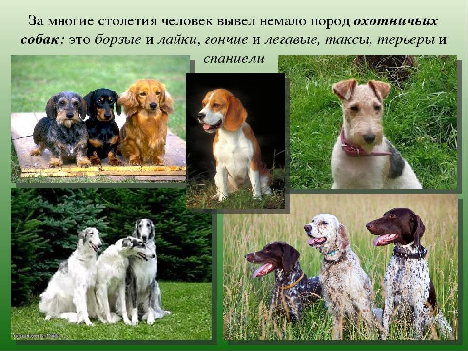 Собака вывела человека в люди. Породы собак выведенные человеком. Сколько видов собак существует в мире. Породы собак выведенные в России. Новые выведенные породы собак.