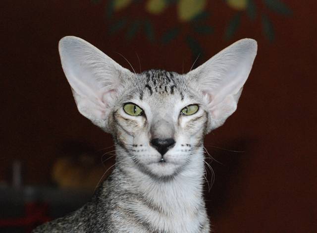 Кошки с большими ушами: породы и их описание