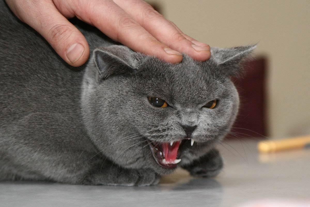 Почему кошка рычит и шипит на котенка