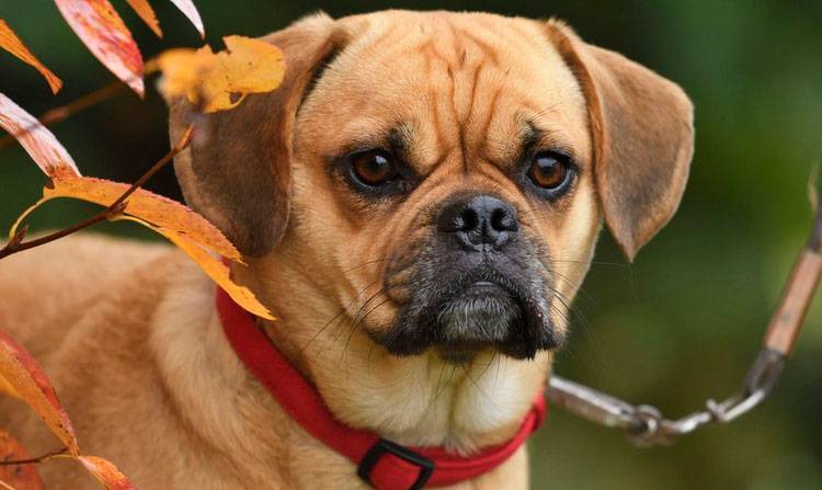 Пагль: фото собак, описание породы и условия содержания животного