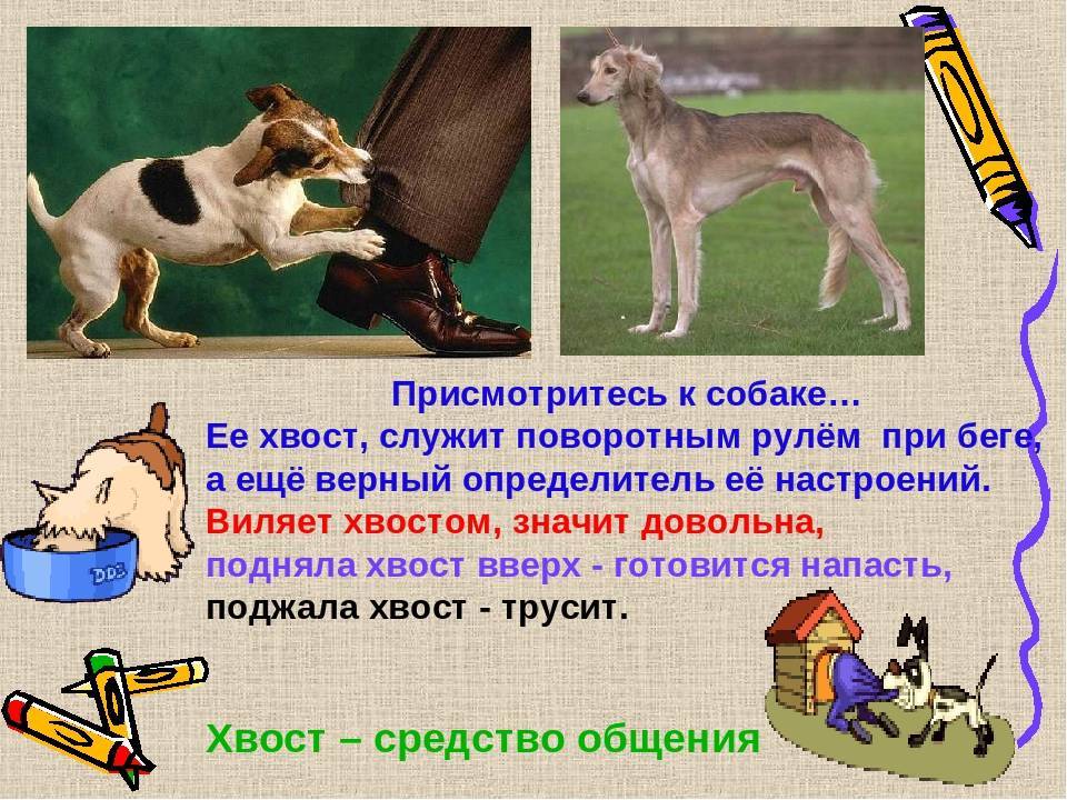 Купирование хвоста у собак | sobakagav.ru