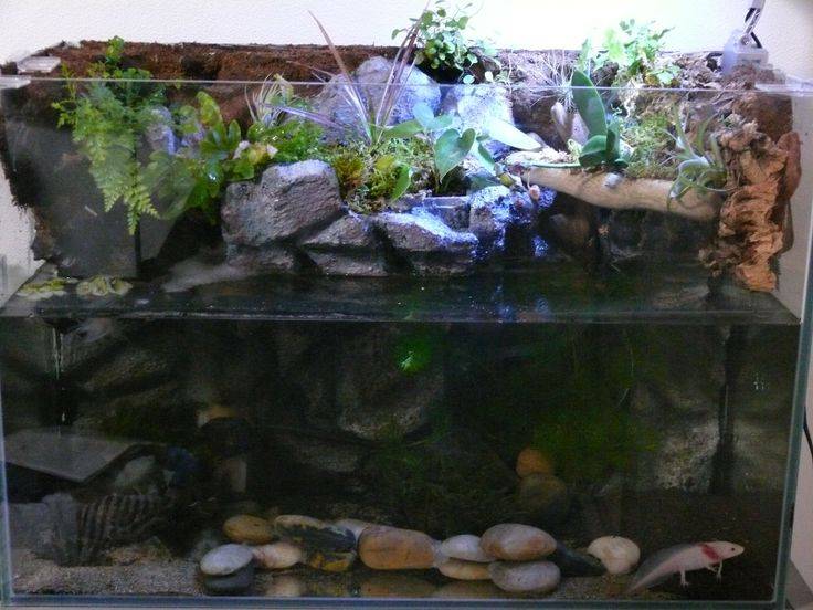 Как выбрать аквариум - полезные советы для начинающих (100 фото и видео)