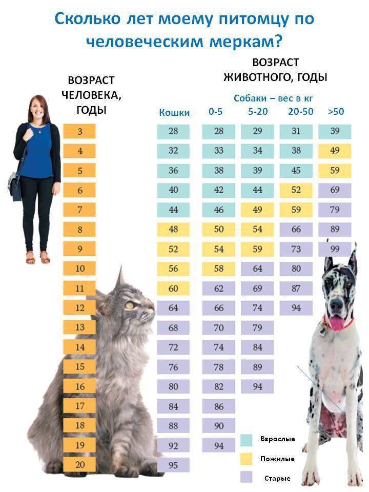 Продолжительность жизни котов