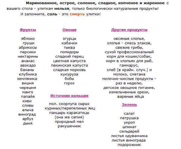 Что можно давать крысам, а что нельзя: таблица питания - kotiko.ru
