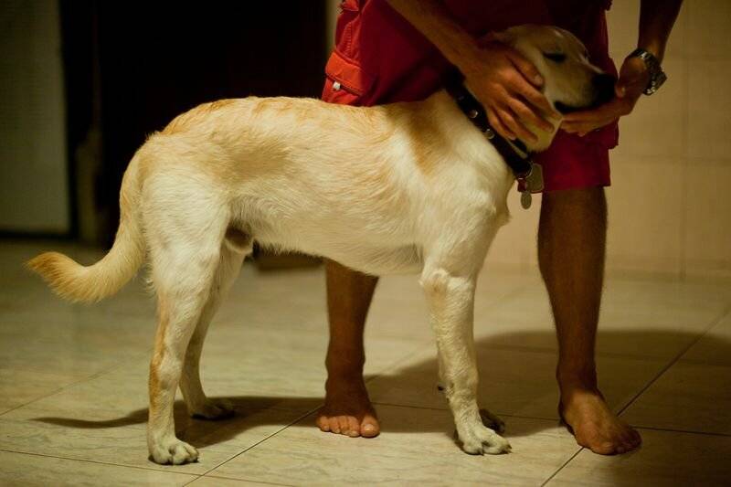 Дисплазия у собак: тазобедренных, локтевых суставов, лечение | petguru