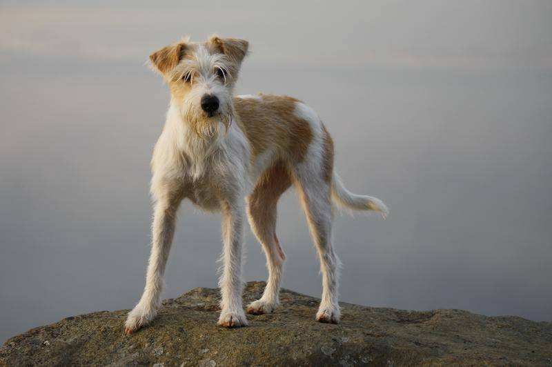 Кромфорлендер собака описание породы