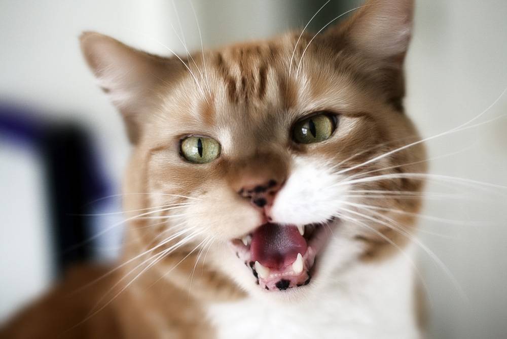 Гангренозный стоматит у кошек и котов | признаки, симптомы и лечение
