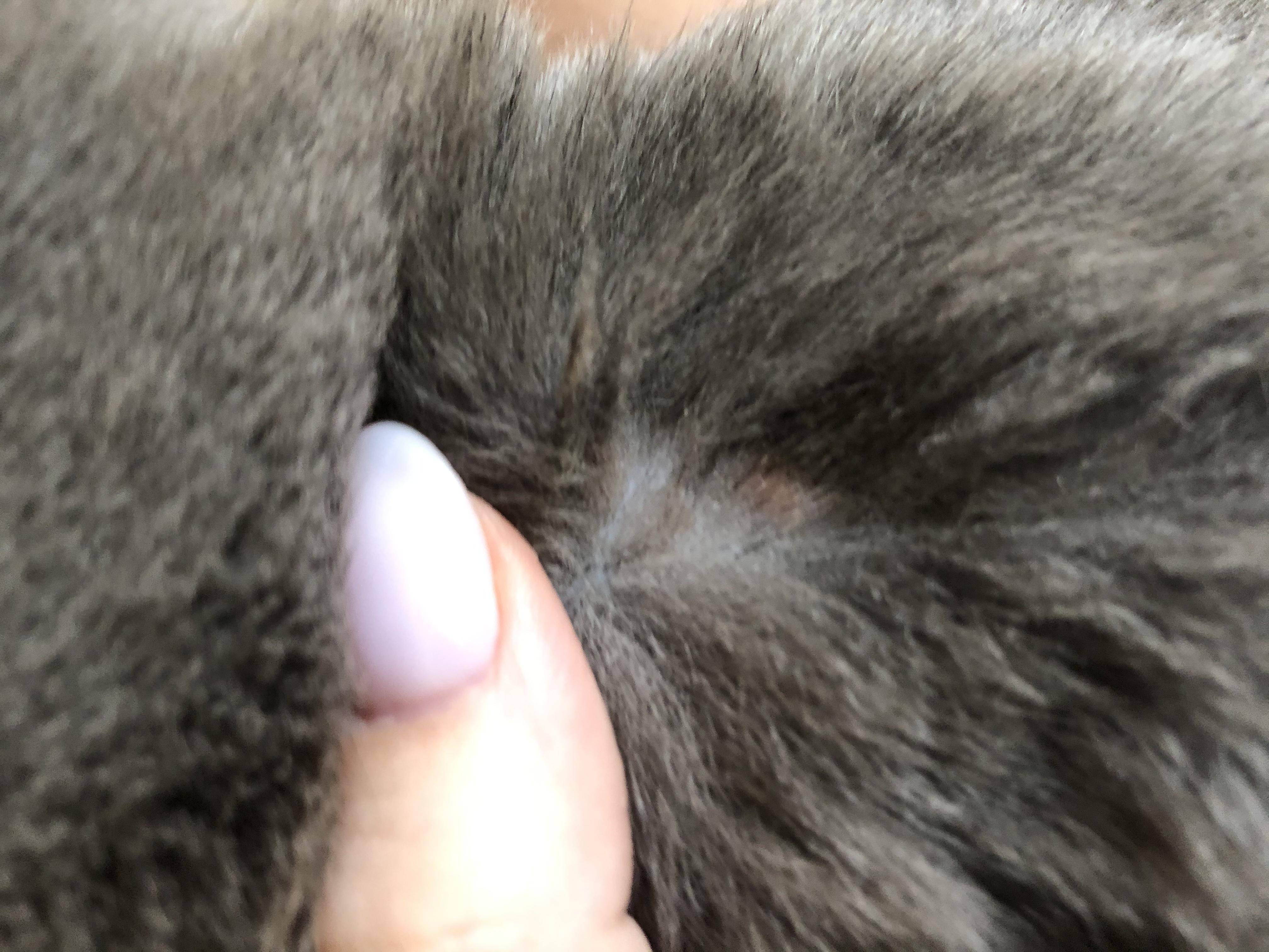 У кота появилась шишка под кожей, что делать