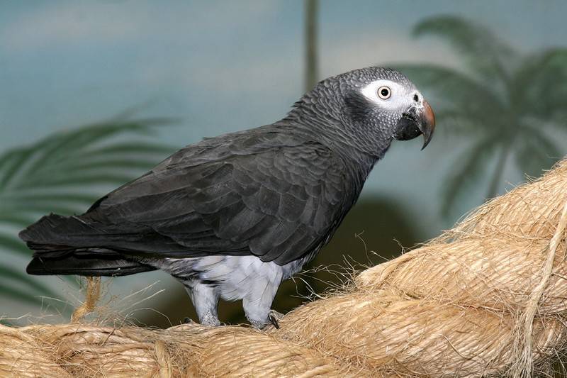 Самый умный попугай в мире: описание, название и особенности :: syl.ru