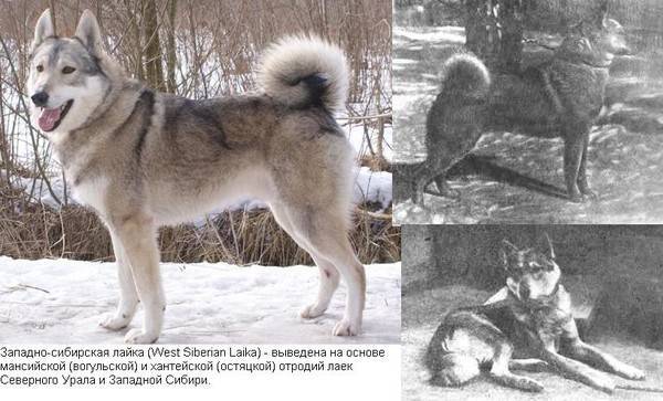 Собака самоед: фото как выглядит самоедская лайка, описание породы и характера взрослого питомца