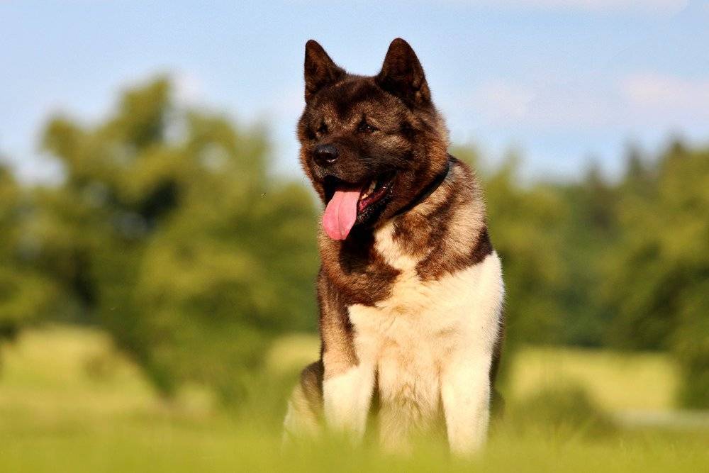 Собака американская акита: фото и описание, характеристика породы, воспитание и правильный уход :: syl.ru