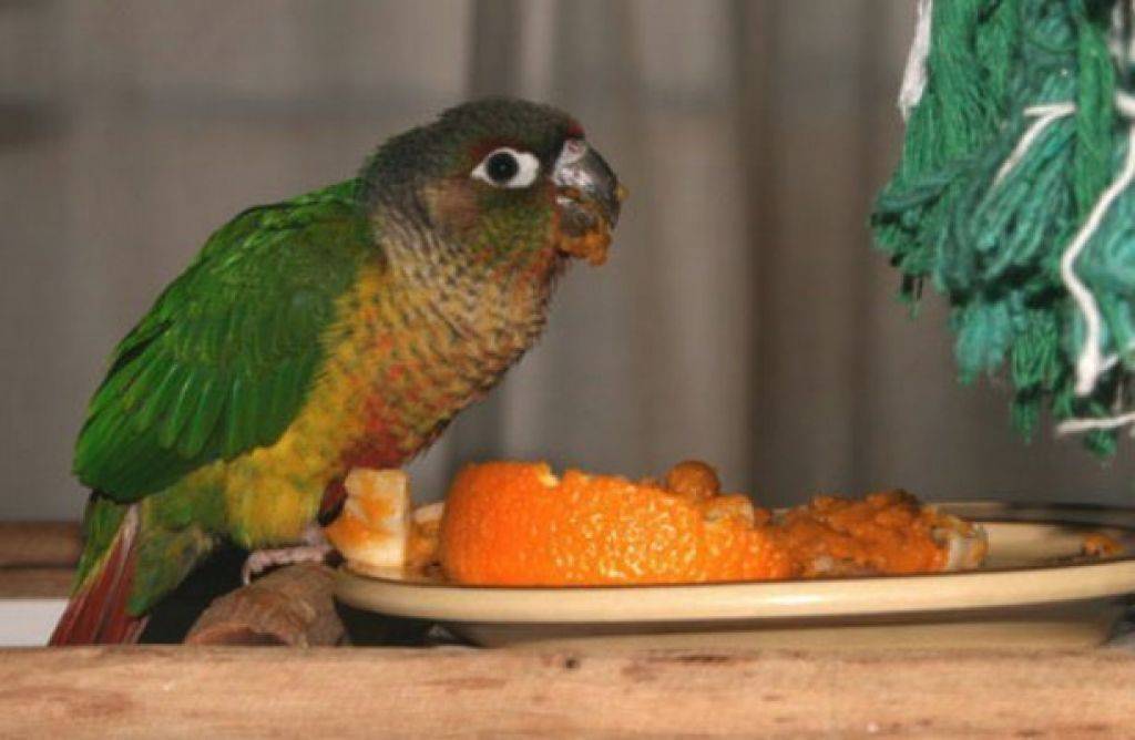 Где едят попугаев