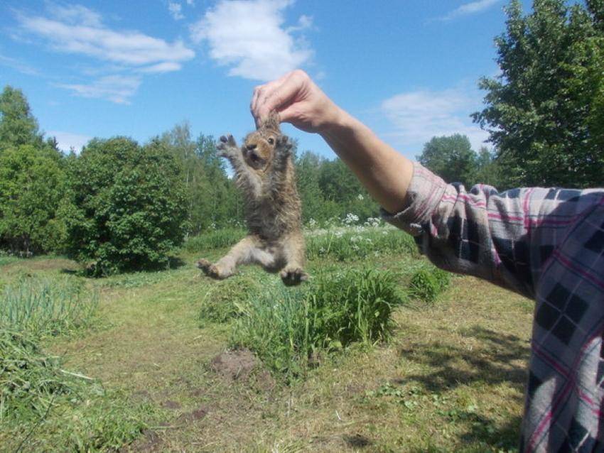 Ловля кроликов в различных условиях как сделать ловушки своими руками