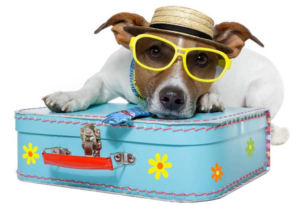 Где оставить собаку на время отпуска: основные способы и советы