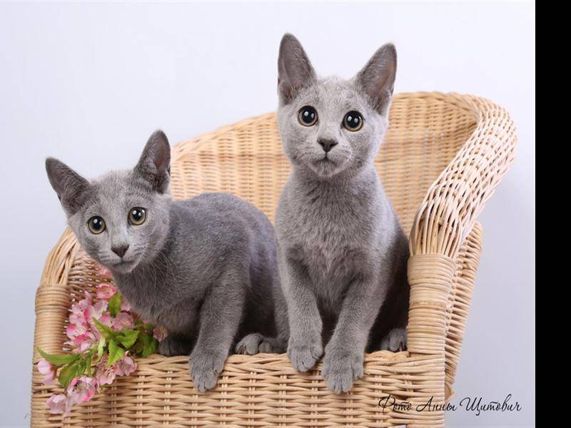 Питомники русских голубых кошек