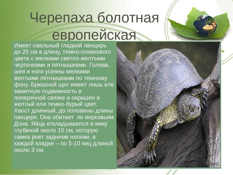 Средиземноморская черепаха: как выглядит, где обитаем, чем питается и интересные факты (фото)