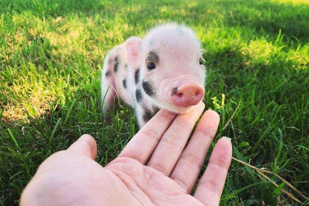Свинки мини-пиги: породы, особенности ухода и разведения