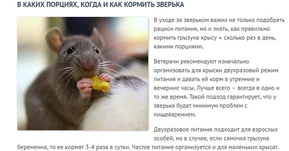 Чем кормить декоративную крысу: что можно давать, а что нельзя, режим питания