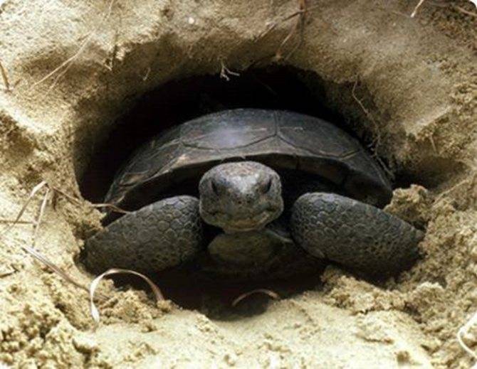 Спячка черепах, как зимуют черепахи