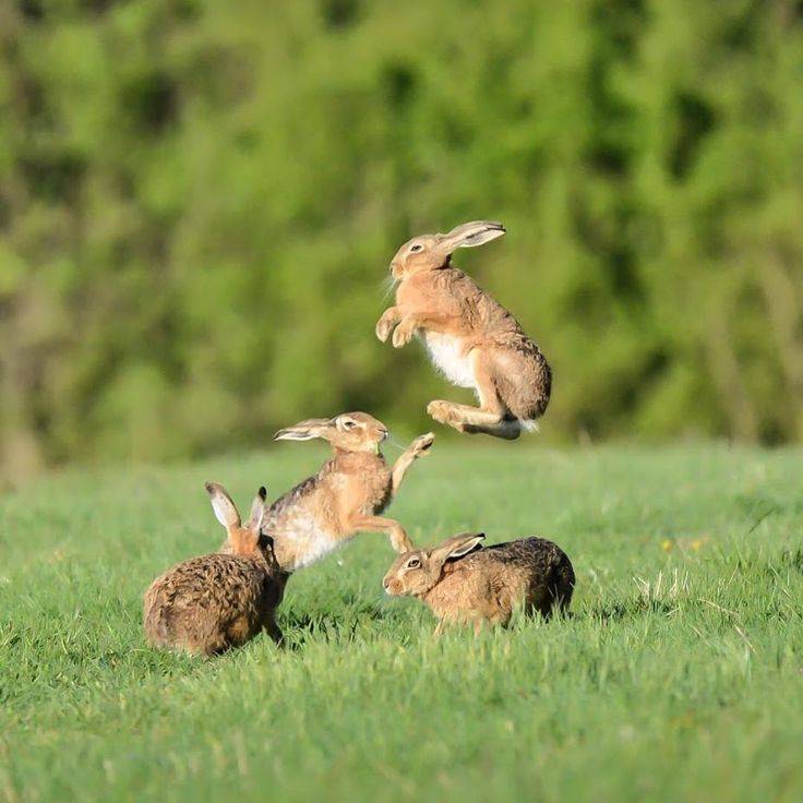 Что нужно знать о кроликах и их норах