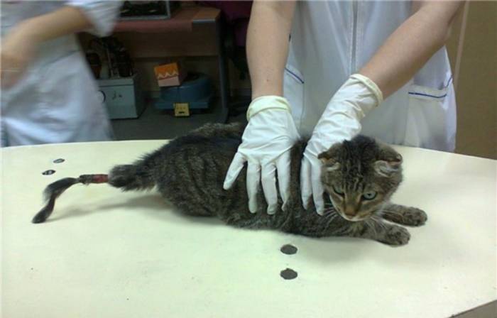 Перелом хвоста у кошки: симптомы, первая помощь, лечение - все для здоровья