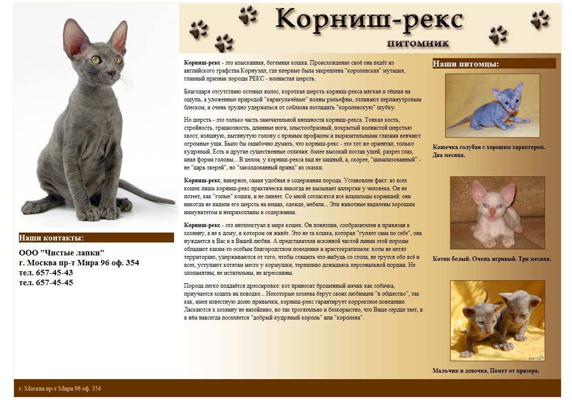 Немецкий рекс: все о кошке, фото, описание породы, характер, цена