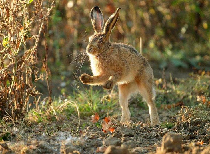 Сколько живут кролики: в дикой природе, декоративные домашние