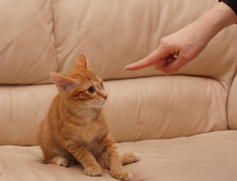 ᐉ как правильно наказывать кошку? - ➡ motildazoo.ru