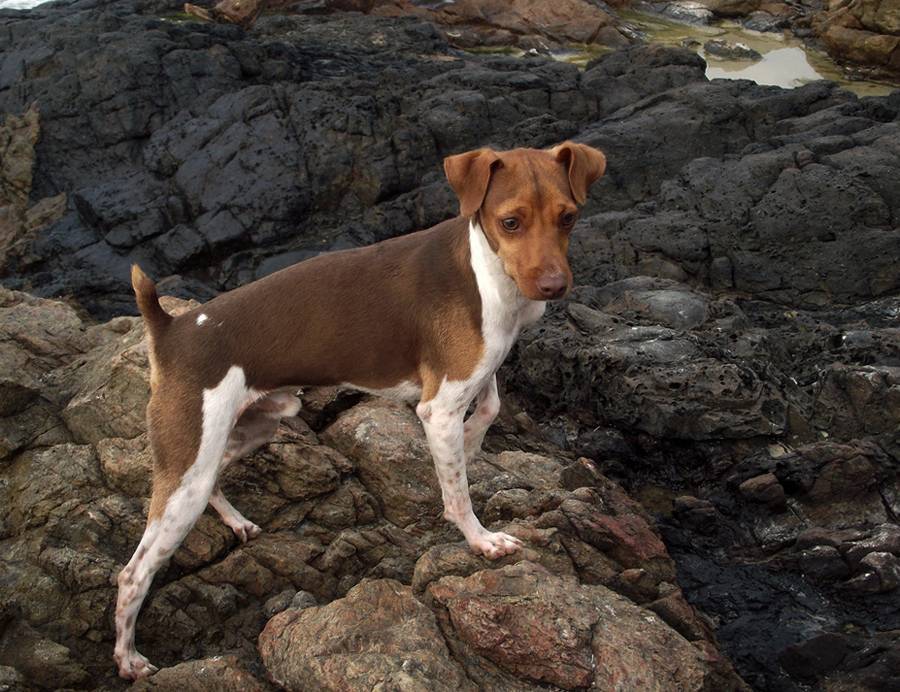 Бразильский терьер (фокс паулистинья): обзор породы собак с фото и видео