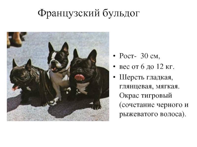 Порода собак голубой французский бульдог и ее характеристики с фото
