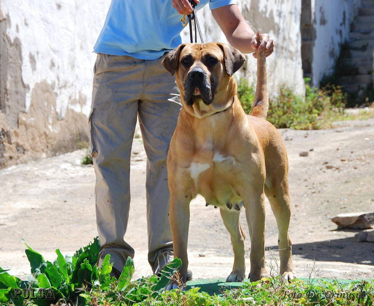 Канарский дог: фото и описание породы собак
канарский дог: фото и описание породы собак