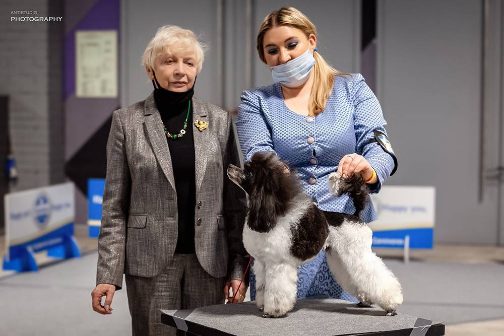 Выставки:крафтс - крупнейшая выставка собачьем в мире