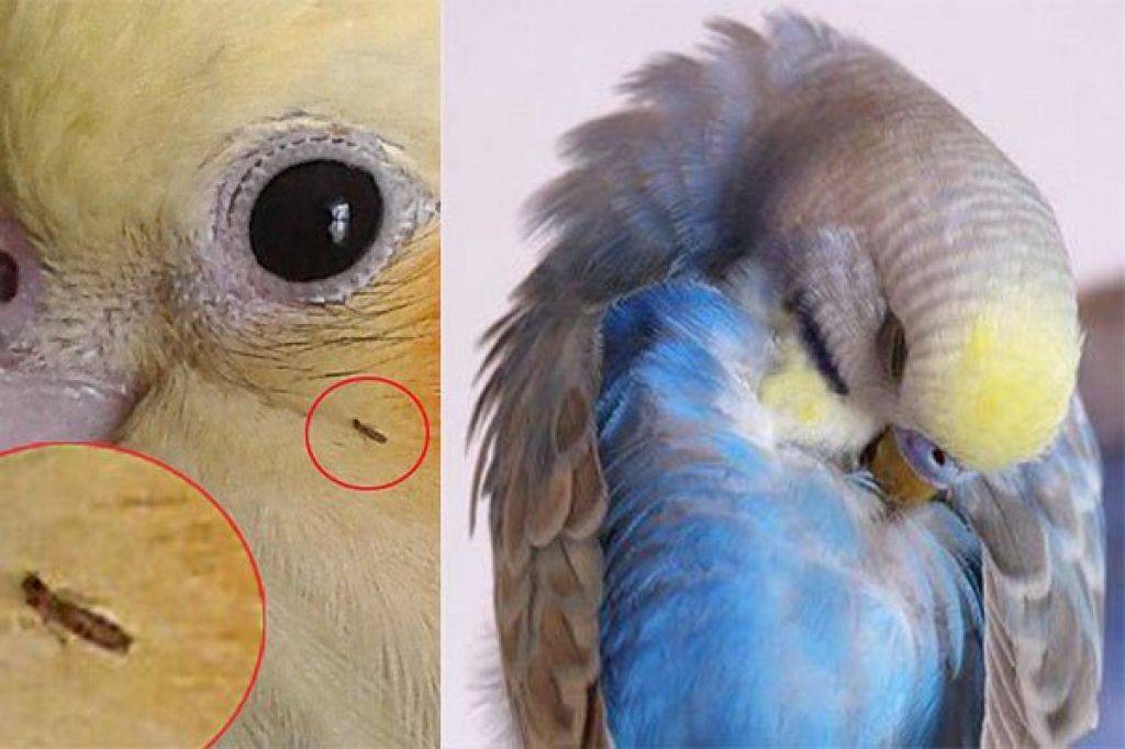 Блохи у волнистых попугаев: симптомы, лечение и рекомендации