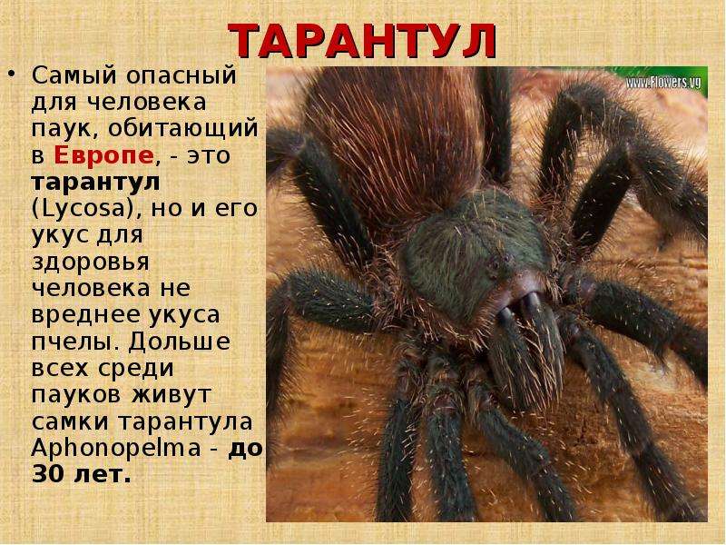 Как выглядит тарантул, есть ли они в россии, насколько опасны?