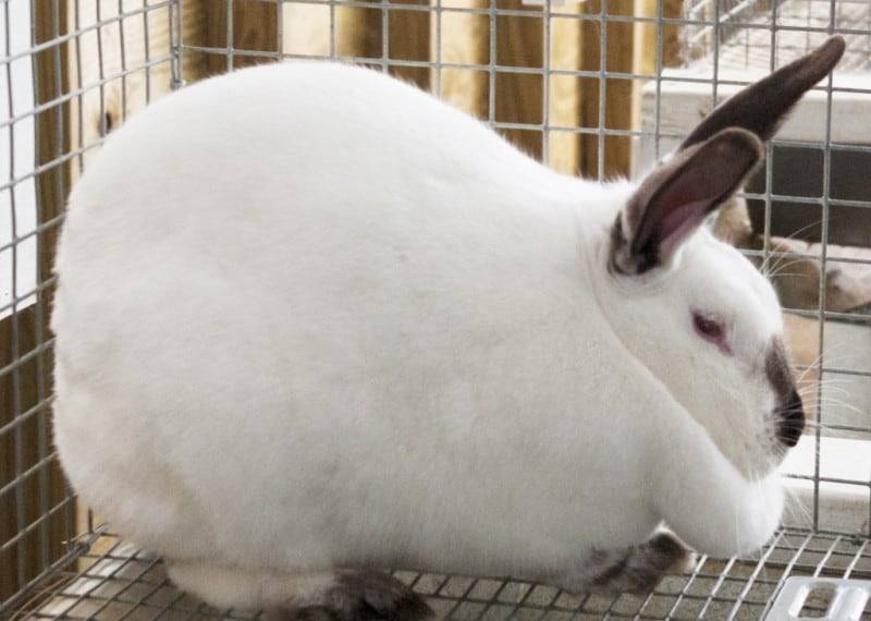Калифорнийский кролик: все о породе и ее уходе