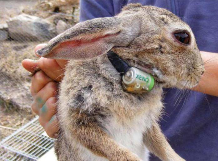 Вакцинация кролика от миксоматоза и вгбк