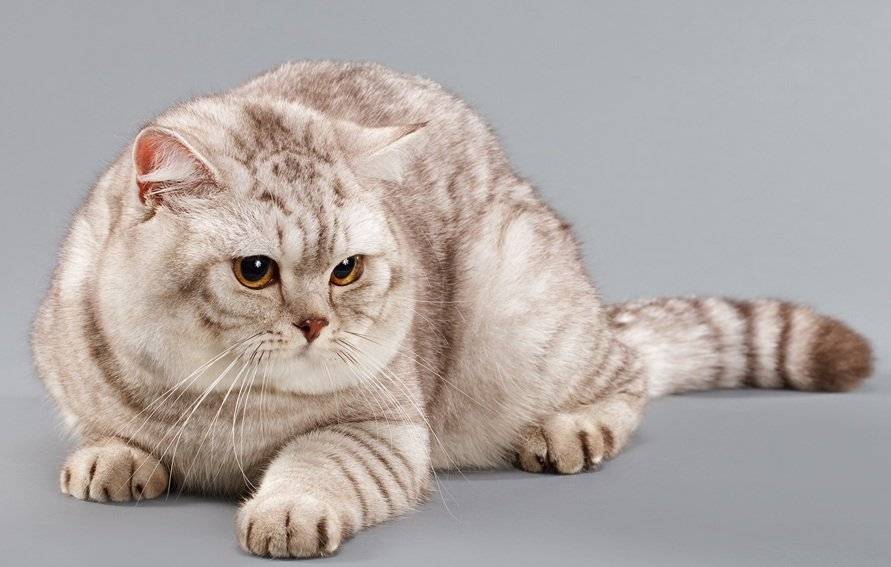 Британская кошка: фото, описание, характер, содержание, отзывы
