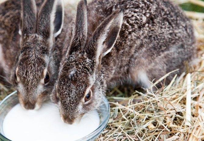 Чем кормить кроликов — подробный разбор