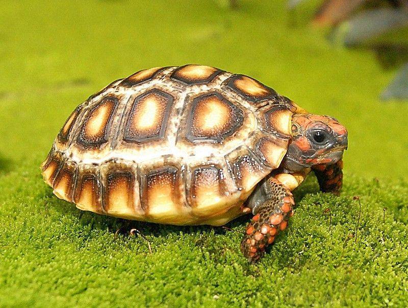 Пятнистая черепаха | мир животных и растений