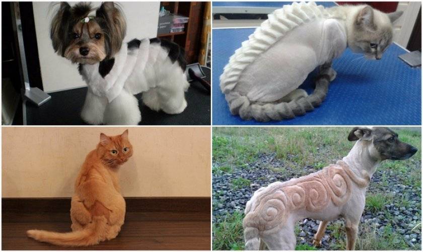 Стрижка котов и кошек — описание процесса, виды стрижек, примеры