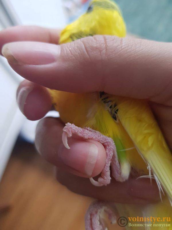 Стрижка ногтей у волнистых попугаев: периодичность и инструменты