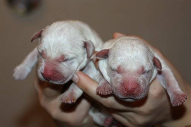 Когда щенки открывают глаза после рождения