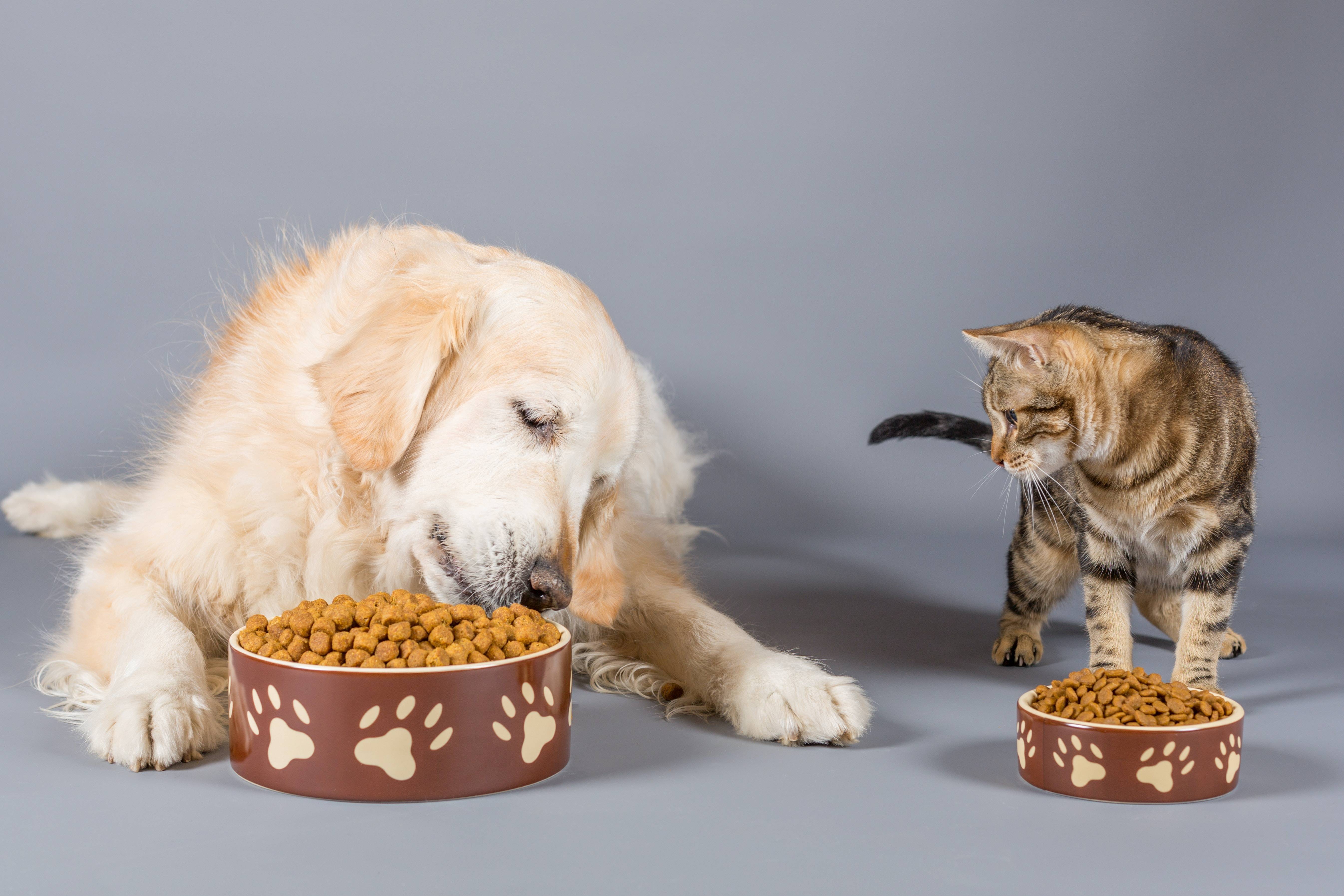 Вскармливание животных. Корма для животных. Кошка и собака едят. Корма для кошек и собак. Корм для животных кошек собак.