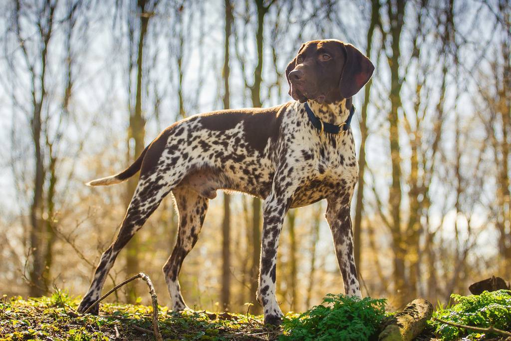 Охотничьи породы собак. описания, названия и виды охотничьих собак