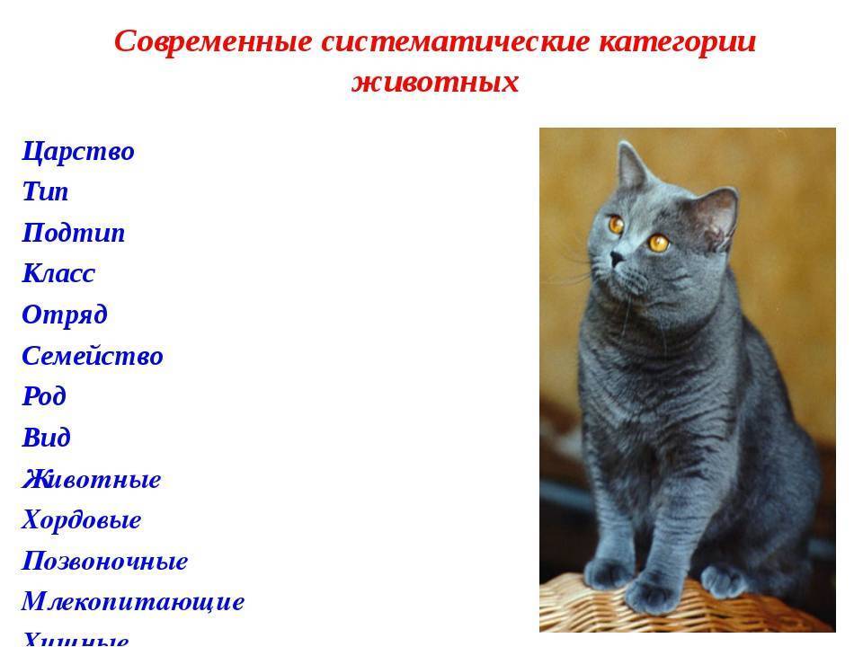 Породы кошек: описание всех видов и список с названиями по алфавиту - kotiko.ru