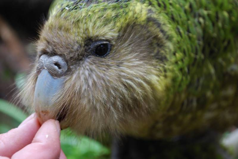 Попугаи кеа - удивительные факты из жизни пернатых