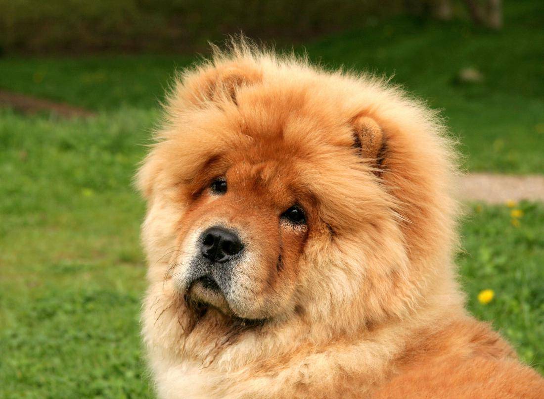 9 лучших пород собак с синими языками — сайт эксперта по животным — howmeow