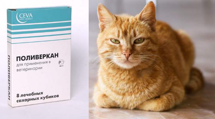 Поливеркан для кошек: описание и инструкция по применению