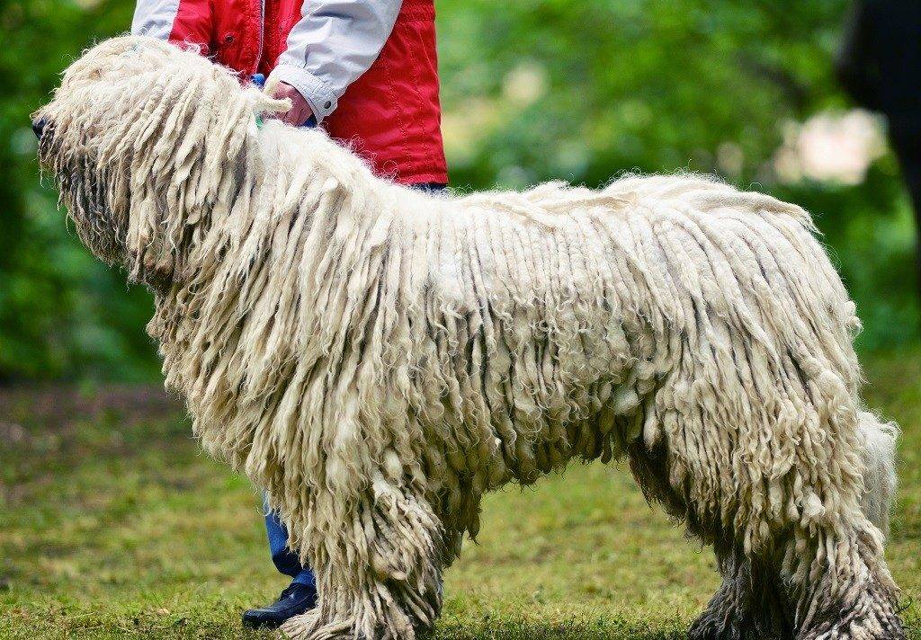 Венгерская овчарка комондор – умная и необычная собака: виды, описание, стандарт, фото